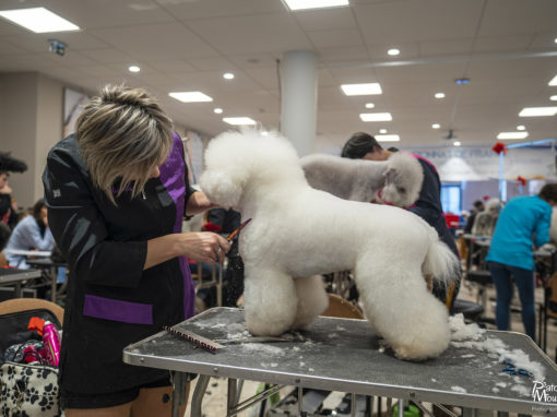 Professions du chien et du chat